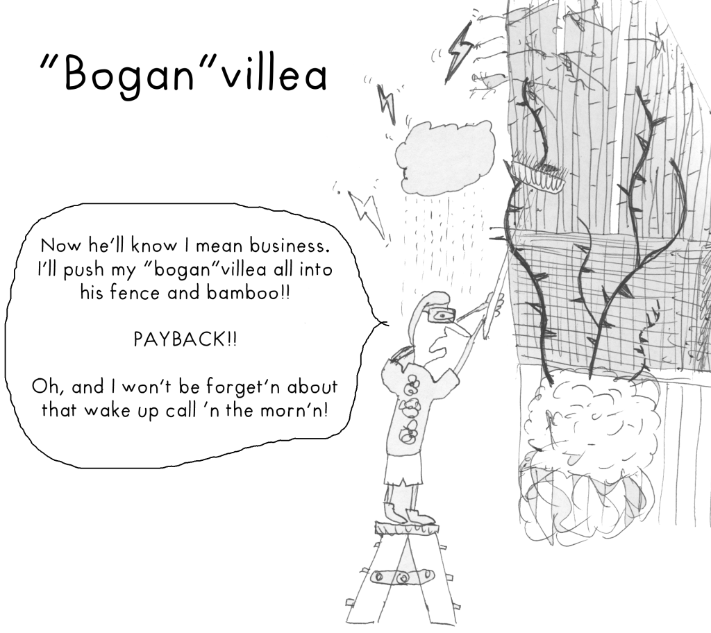 "Bogan" villea