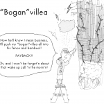 "Bogan" villea